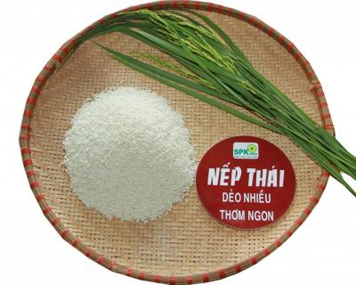 Nếp Thái