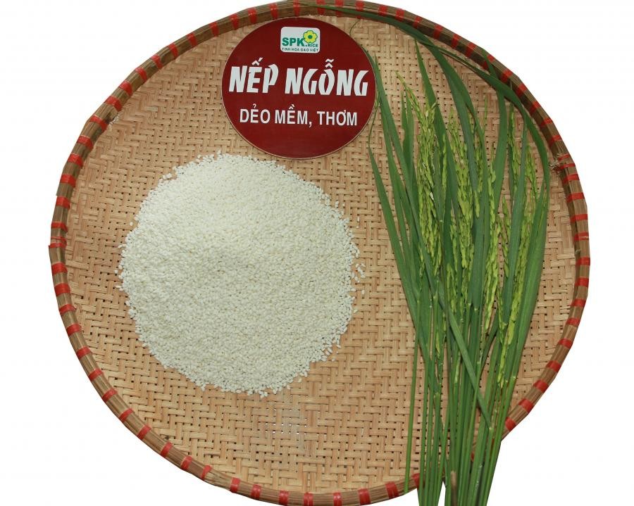 Nếp Ngỗng