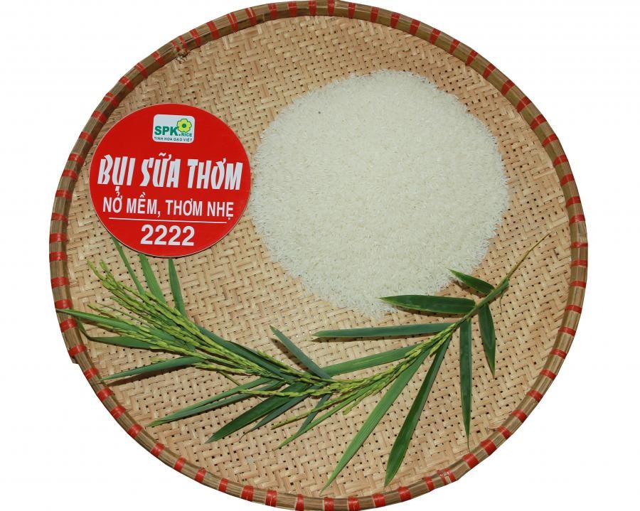 Bụi Sữa Thơm 2222